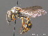  ( - BC ZSM HYM 13095)  @14 [ ] CreativeCommons - Attribution Non-Commercial Share-Alike (2010) ZSM (Zoologische Staatssammlung Muenchen) SNSB, Zoologische Staatssammlung Muenchen