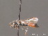  ( - BC ZSM HYM 13103)  @11 [ ] CreativeCommons - Attribution Non-Commercial Share-Alike (2010) ZSM (Zoologische Staatssammlung Muenchen) SNSB, Zoologische Staatssammlung Muenchen