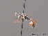  ( - BC ZSM HYM 13105)  @13 [ ] CreativeCommons - Attribution Non-Commercial Share-Alike (2010) ZSM (Zoologische Staatssammlung Muenchen) SNSB, Zoologische Staatssammlung Muenchen