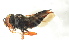 ( - BC ZSM HYM 13121)  @13 [ ] CreativeCommons - Attribution Non-Commercial Share-Alike (2015) Unspecified SNSB, Zoologische Staatssammlung Muenchen