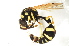  (Eumenes sareptanus - BC ZSM HYM 13127)  @14 [ ] CreativeCommons - Attribution Non-Commercial Share-Alike (2015) Unspecified SNSB, Zoologische Staatssammlung Muenchen