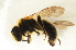 ( - BC ZSM HYM 13160)  @14 [ ] CreativeCommons - Attribution Non-Commercial Share-Alike (2015) Unspecified SNSB, Zoologische Staatssammlung Muenchen