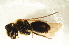  ( - BC ZSM HYM 13161)  @13 [ ] CreativeCommons - Attribution Non-Commercial Share-Alike (2015) Unspecified SNSB, Zoologische Staatssammlung Muenchen