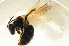  (Andrena susterai - BC ZSM HYM 13166)  @14 [ ] CreativeCommons - Attribution Non-Commercial Share-Alike (2015) Unspecified SNSB, Zoologische Staatssammlung Muenchen