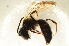  (Andrena spinigera - BC ZSM HYM 13172)  @12 [ ] CreativeCommons - Attribution Non-Commercial Share-Alike (2015) Unspecified SNSB, Zoologische Staatssammlung Muenchen