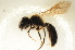  ( - BC ZSM HYM 13173)  @12 [ ] CreativeCommons - Attribution Non-Commercial Share-Alike (2015) Unspecified SNSB, Zoologische Staatssammlung Muenchen