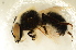  (Melitturga clavicornis - BC ZSM HYM 13179)  @14 [ ] CreativeCommons - Attribution Non-Commercial Share-Alike (2015) Unspecified SNSB, Zoologische Staatssammlung Muenchen