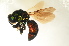  ( - BC ZSM HYM 13197)  @14 [ ] CreativeCommons - Attribution Non-Commercial Share-Alike (2015) Unspecified SNSB, Zoologische Staatssammlung Muenchen