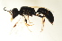  ( - BC ZSM HYM 13198)  @11 [ ] CreativeCommons - Attribution Non-Commercial Share-Alike (2015) Unspecified SNSB, Zoologische Staatssammlung Muenchen