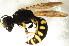  ( - BC ZSM HYM 13201)  @13 [ ] CreativeCommons - Attribution Non-Commercial Share-Alike (2015) Unspecified SNSB, Zoologische Staatssammlung Muenchen