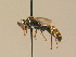  ( - BC ZSM HYM 13230)  @13 [ ] CreativeCommons - Attribution Non-Commercial Share-Alike (2015) Unspecified SNSB, Zoologische Staatssammlung Muenchen