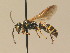  (Gorytes quadrifasciatus - BC ZSM HYM 13231)  @14 [ ] CreativeCommons - Attribution Non-Commercial Share-Alike (2015) Unspecified SNSB, Zoologische Staatssammlung Muenchen