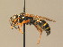  ( - BC ZSM HYM 13232)  @13 [ ] CreativeCommons - Attribution Non-Commercial Share-Alike (2015) Unspecified SNSB, Zoologische Staatssammlung Muenchen