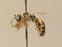  ( - BC ZSM HYM 13233)  @13 [ ] CreativeCommons - Attribution Non-Commercial Share-Alike (2015) Unspecified SNSB, Zoologische Staatssammlung Muenchen