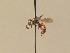  ( - BC ZSM HYM 13252)  @13 [ ] CreativeCommons - Attribution Non-Commercial Share-Alike (2015) Unspecified SNSB, Zoologische Staatssammlung Muenchen
