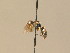  ( - BC ZSM HYM 13256)  @11 [ ] CreativeCommons - Attribution Non-Commercial Share-Alike (2015) Unspecified SNSB, Zoologische Staatssammlung Muenchen