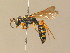  ( - BC ZSM HYM 13265)  @14 [ ] CreativeCommons - Attribution Non-Commercial Share-Alike (2015) Unspecified SNSB, Zoologische Staatssammlung Muenchen