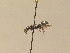  ( - BC ZSM HYM 13279)  @11 [ ] CreativeCommons - Attribution Non-Commercial Share-Alike (2015) Unspecified SNSB, Zoologische Staatssammlung Muenchen