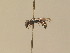  (Microdynerus timidus - BC ZSM HYM 13284)  @13 [ ] CreativeCommons - Attribution Non-Commercial Share-Alike (2015) Unspecified SNSB, Zoologische Staatssammlung Muenchen