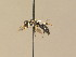  (Crossocerus pullulus - BC ZSM HYM 13286)  @13 [ ] CreativeCommons - Attribution Non-Commercial Share-Alike (2015) Unspecified SNSB, Zoologische Staatssammlung Muenchen