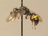  ( - BC ZSM HYM 13291)  @13 [ ] CreativeCommons - Attribution Non-Commercial Share-Alike (2015) Unspecified SNSB, Zoologische Staatssammlung Muenchen