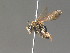  (Andrena propinqua Schenk - BC ZSM HYM 13313)  @11 [ ] CreativeCommons - Attribution Non-Commercial Share-Alike (2015) Unspecified SNSB, Zoologische Staatssammlung Muenchen