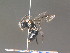  ( - BC ZSM HYM 13322)  @11 [ ] CreativeCommons - Attribution Non-Commercial Share-Alike (2015) Unspecified SNSB, Zoologische Staatssammlung Muenchen
