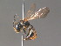  ( - BC ZSM HYM 13329)  @14 [ ] CreativeCommons - Attribution Non-Commercial Share-Alike (2015) Unspecified SNSB, Zoologische Staatssammlung Muenchen
