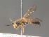  ( - BC ZSM HYM 13330)  @14 [ ] CreativeCommons - Attribution Non-Commercial Share-Alike (2015) Unspecified SNSB, Zoologische Staatssammlung Muenchen