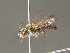  ( - BC ZSM HYM 13331)  @12 [ ] CreativeCommons - Attribution Non-Commercial Share-Alike (2015) Unspecified SNSB, Zoologische Staatssammlung Muenchen