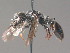  ( - BC ZSM HYM 13347)  @11 [ ] CreativeCommons - Attribution Non-Commercial Share-Alike (2015) Unspecified SNSB, Zoologische Staatssammlung Muenchen