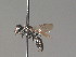  (Pemphredon enslini - BC ZSM HYM 13348)  @13 [ ] CreativeCommons - Attribution Non-Commercial Share-Alike (2015) Unspecified SNSB, Zoologische Staatssammlung Muenchen