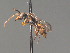  ( - BC ZSM HYM 13370)  @13 [ ] CreativeCommons - Attribution Non-Commercial Share-Alike (2015) Unspecified SNSB, Zoologische Staatssammlung Muenchen