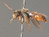  ( - BC ZSM HYM 13372)  @13 [ ] CreativeCommons - Attribution Non-Commercial Share-Alike (2015) Unspecified SNSB, Zoologische Staatssammlung Muenchen