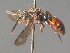  ( - BC ZSM HYM 13373)  @13 [ ] CreativeCommons - Attribution Non-Commercial Share-Alike (2015) Unspecified SNSB, Zoologische Staatssammlung Muenchen