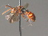  ( - BC ZSM HYM 13374)  @13 [ ] CreativeCommons - Attribution Non-Commercial Share-Alike (2015) Unspecified SNSB, Zoologische Staatssammlung Muenchen