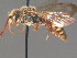  (Nomada flava_spec1CSE - BC ZSM HYM 13375)  @11 [ ] CreativeCommons - Attribution Non-Commercial Share-Alike (2015) Unspecified SNSB, Zoologische Staatssammlung Muenchen