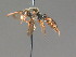  ( - BC ZSM HYM 13376)  @11 [ ] CreativeCommons - Attribution Non-Commercial Share-Alike (2015) Unspecified SNSB, Zoologische Staatssammlung Muenchen