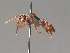  ( - BC ZSM HYM 13377)  @11 [ ] CreativeCommons - Attribution Non-Commercial Share-Alike (2015) Unspecified SNSB, Zoologische Staatssammlung Muenchen