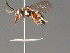  ( - BC ZSM HYM 13385)  @13 [ ] CreativeCommons - Attribution Non-Commercial Share-Alike (2015) Unspecified SNSB, Zoologische Staatssammlung Muenchen