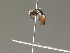  ( - BC ZSM HYM 13393)  @12 [ ] CreativeCommons - Attribution Non-Commercial Share-Alike (2015) Unspecified SNSB, Zoologische Staatssammlung Muenchen