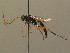  (Eurylabus torvus - BC ZSM HYM 13780)  @13 [ ] CreativeCommons - Attribution Non-Commercial Share-Alike (2015) Unspecified SNSB, Zoologische Staatssammlung Muenchen