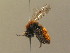  (Andrena fulva - BC ZSM HYM 13833)  @14 [ ] CreativeCommons - Attribution Non-Commercial Share-Alike (2015) Unspecified SNSB, Zoologische Staatssammlung Muenchen