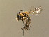  (Andrena nitida - BC ZSM HYM 13838)  @14 [ ] CreativeCommons - Attribution Non-Commercial Share-Alike (2015) Unspecified SNSB, Zoologische Staatssammlung Muenchen