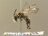  ( - BC ZSM HYM 13839)  @14 [ ] CreativeCommons - Attribution Non-Commercial Share-Alike (2015) Unspecified SNSB, Zoologische Staatssammlung Muenchen