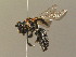  ( - BC ZSM HYM 13840)  @14 [ ] CreativeCommons - Attribution Non-Commercial Share-Alike (2015) Unspecified SNSB, Zoologische Staatssammlung Muenchen