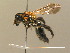  ( - BC ZSM HYM 13844)  @14 [ ] CreativeCommons - Attribution Non-Commercial Share-Alike (2015) Unspecified SNSB, Zoologische Staatssammlung Muenchen