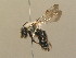  (Andrena vaga - BC ZSM HYM 13852)  @15 [ ] CreativeCommons - Attribution Non-Commercial Share-Alike (2015) Unspecified SNSB, Zoologische Staatssammlung Muenchen