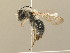  (Andrena vaga - BC ZSM HYM 13857)  @15 [ ] CreativeCommons - Attribution Non-Commercial Share-Alike (2015) Unspecified SNSB, Zoologische Staatssammlung Muenchen