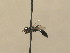  (Crossocerus italicus - BC ZSM HYM 13895)  @13 [ ] CreativeCommons - Attribution Non-Commercial Share-Alike (2015) Unspecified SNSB, Zoologische Staatssammlung Muenchen